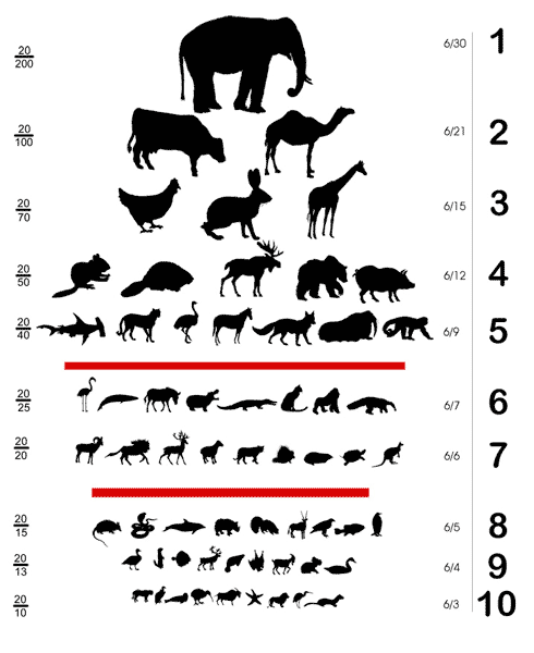 Animal Eye Chart design